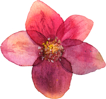 花卉