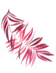 花卉