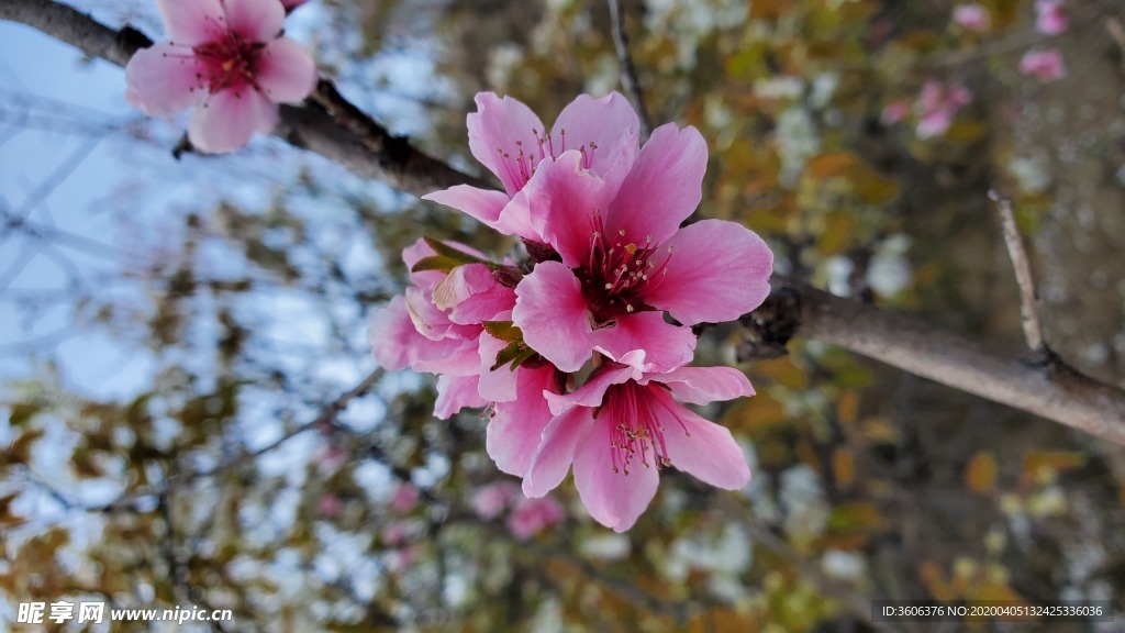 梅花 桃花 春花 花朵 盛开