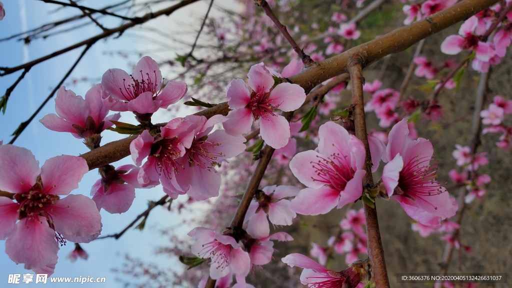 梅花 桃花 春花 花朵 盛开