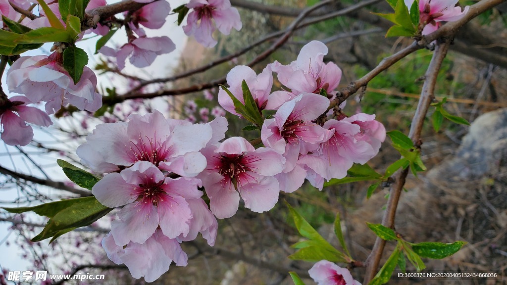 梅花 桃花 春花 花朵 盛开