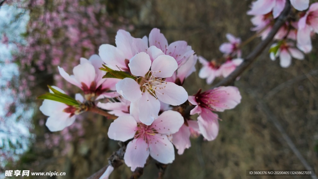 梅花 桃花 春花 花朵 盛开