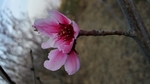 梅花 桃花 春花 花朵 盛开
