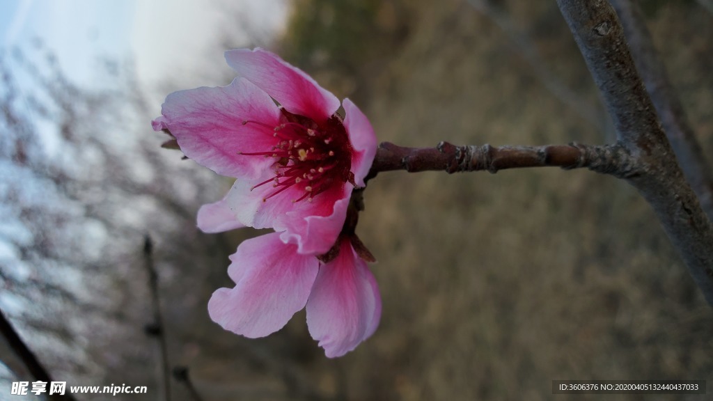 梅花 桃花 春花 花朵 盛开