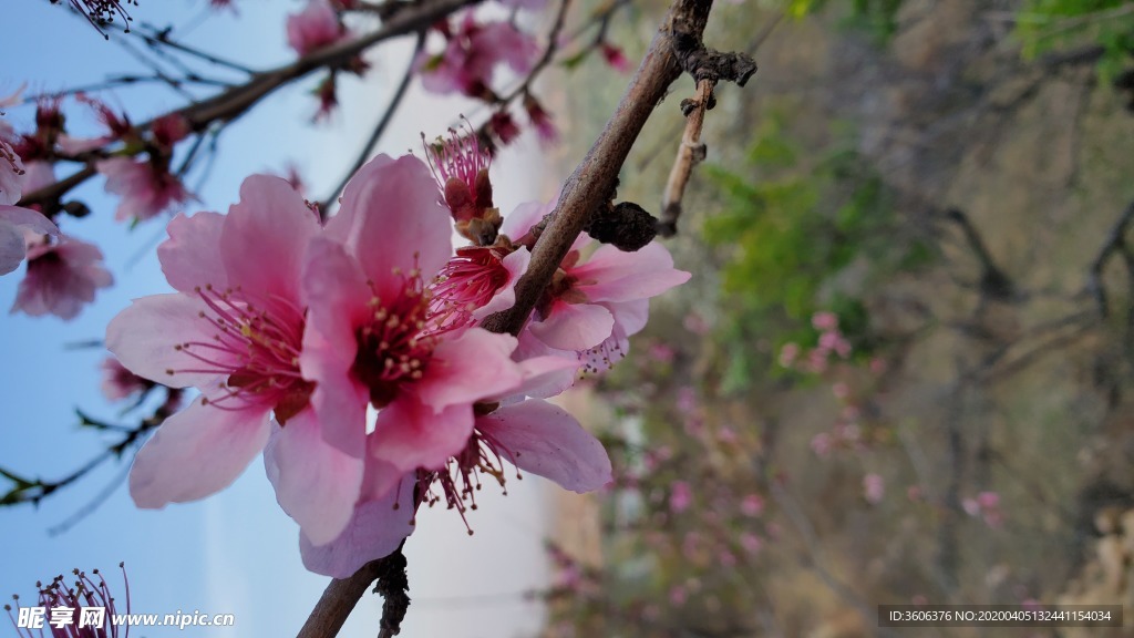 梅花 桃花 春花 花朵 盛开