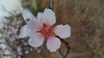 梅花 桃花 春花 花朵 盛开