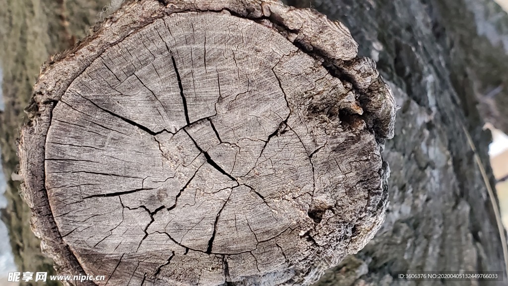 木纹 木头 烂木