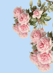 玫瑰花