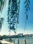 杨柳