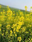 油菜花