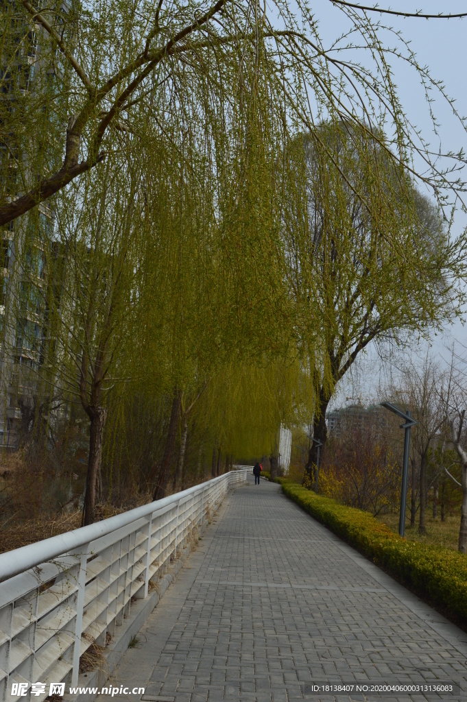 春意盎然摄影图