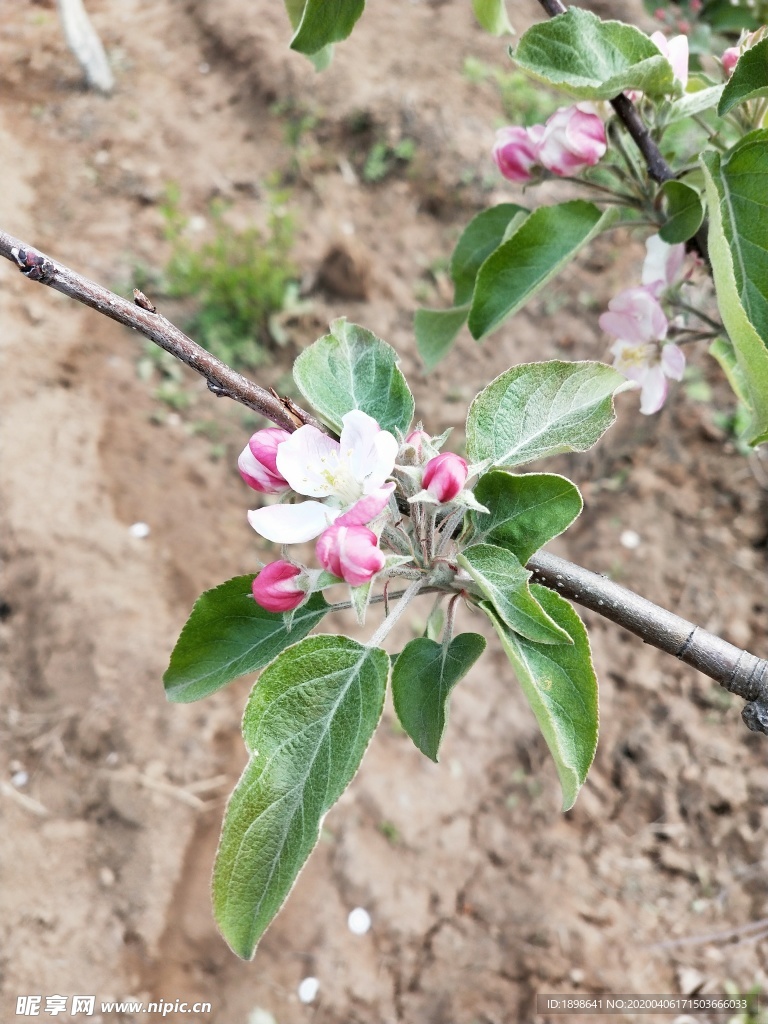 苹果花