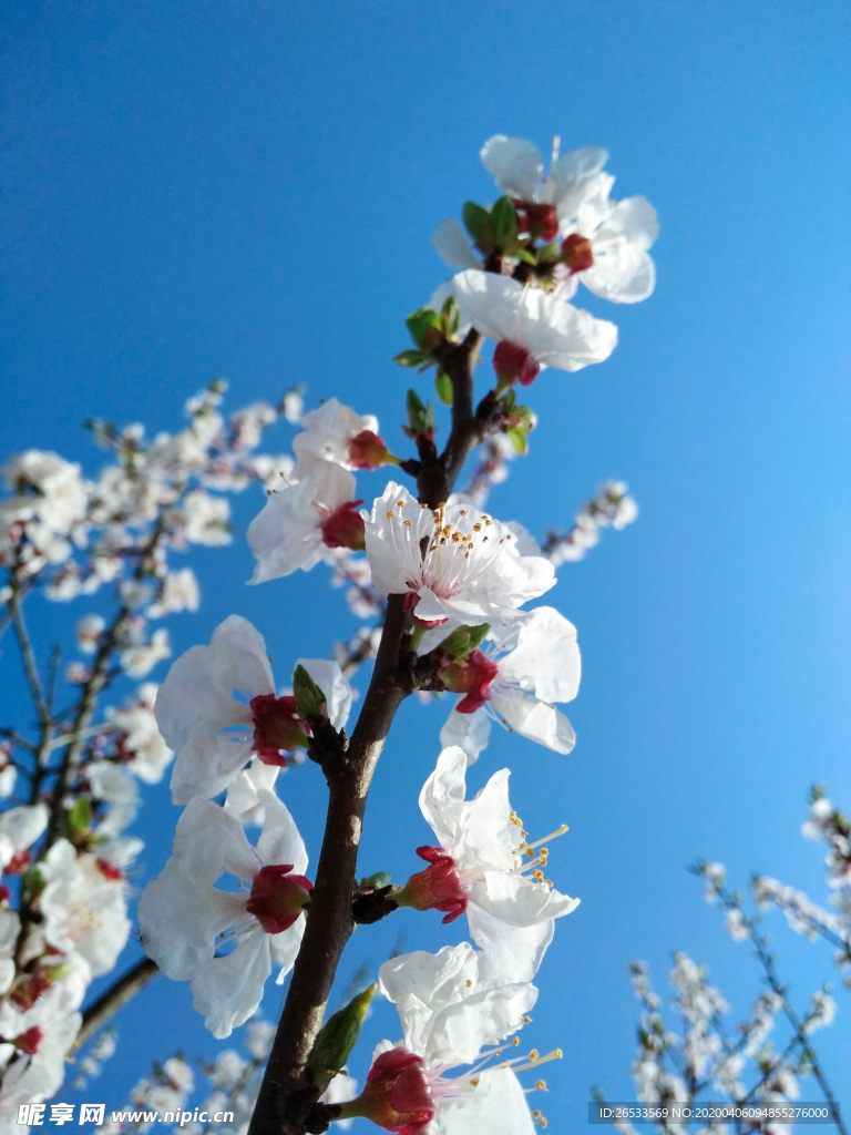 山桃花 花卉 春天 蓝天 自然
