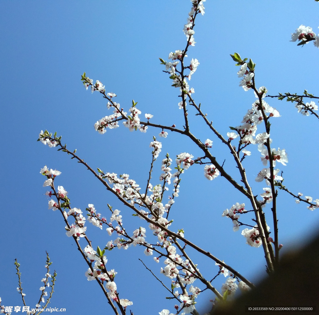 山桃花 春天 花朵 桃树 自然