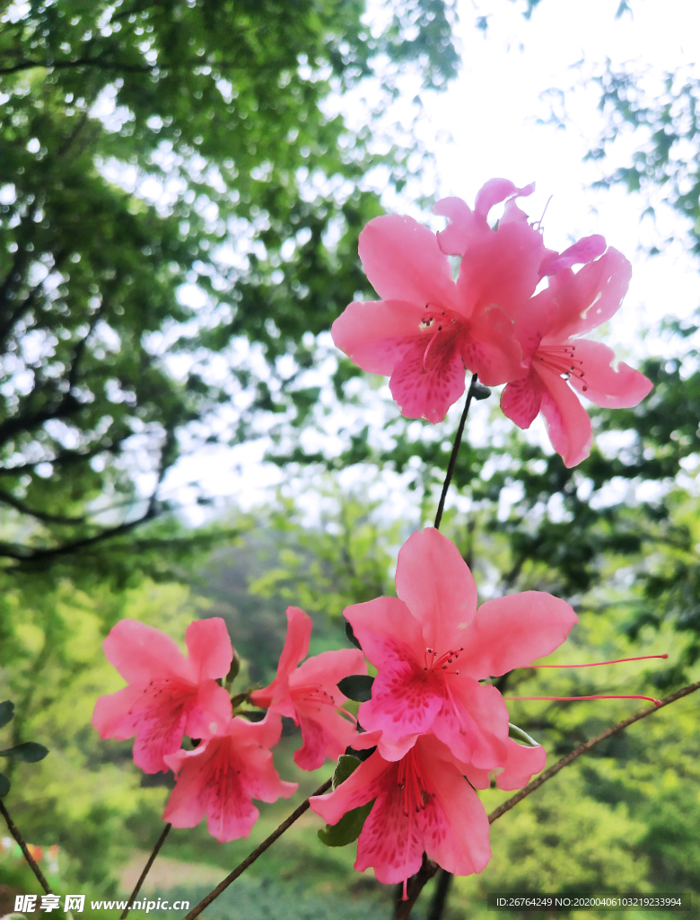 映山红