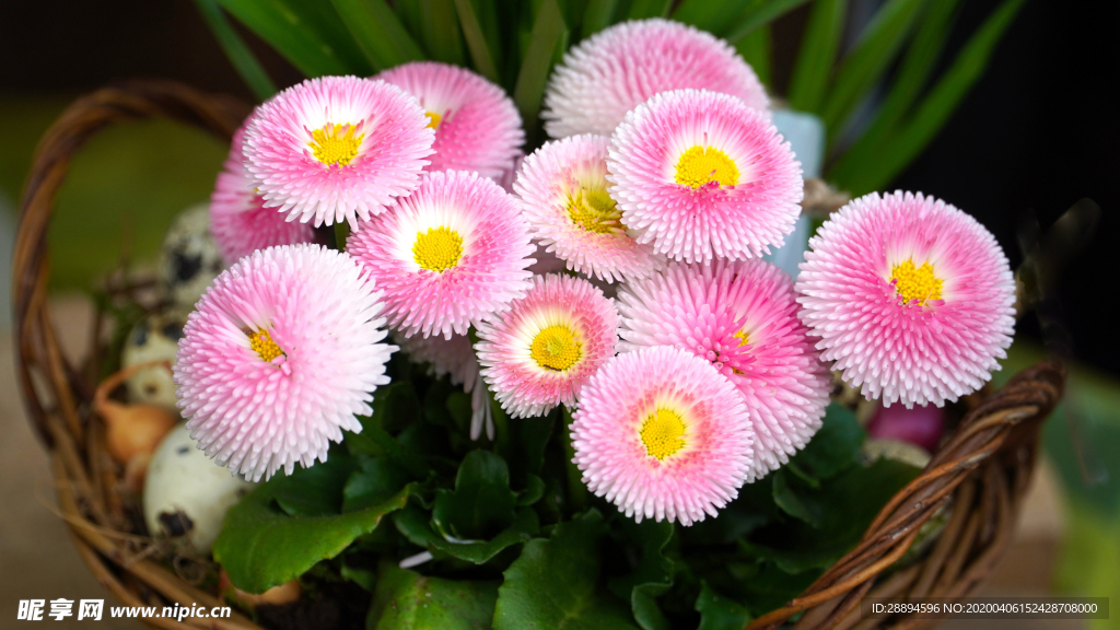 菊花