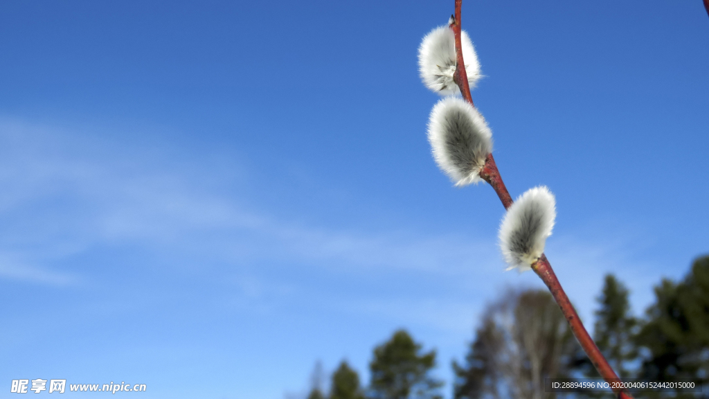 毛茸茸树芽