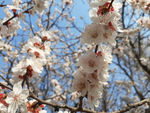 樱桃 鲜花
