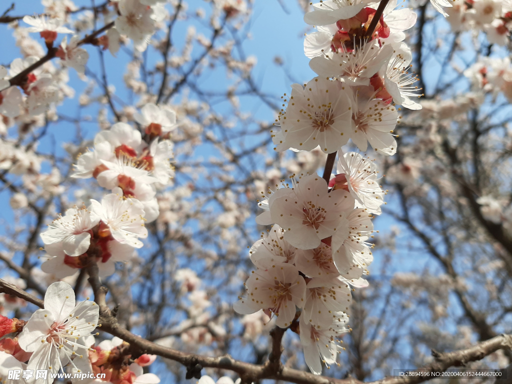 樱桃 鲜花