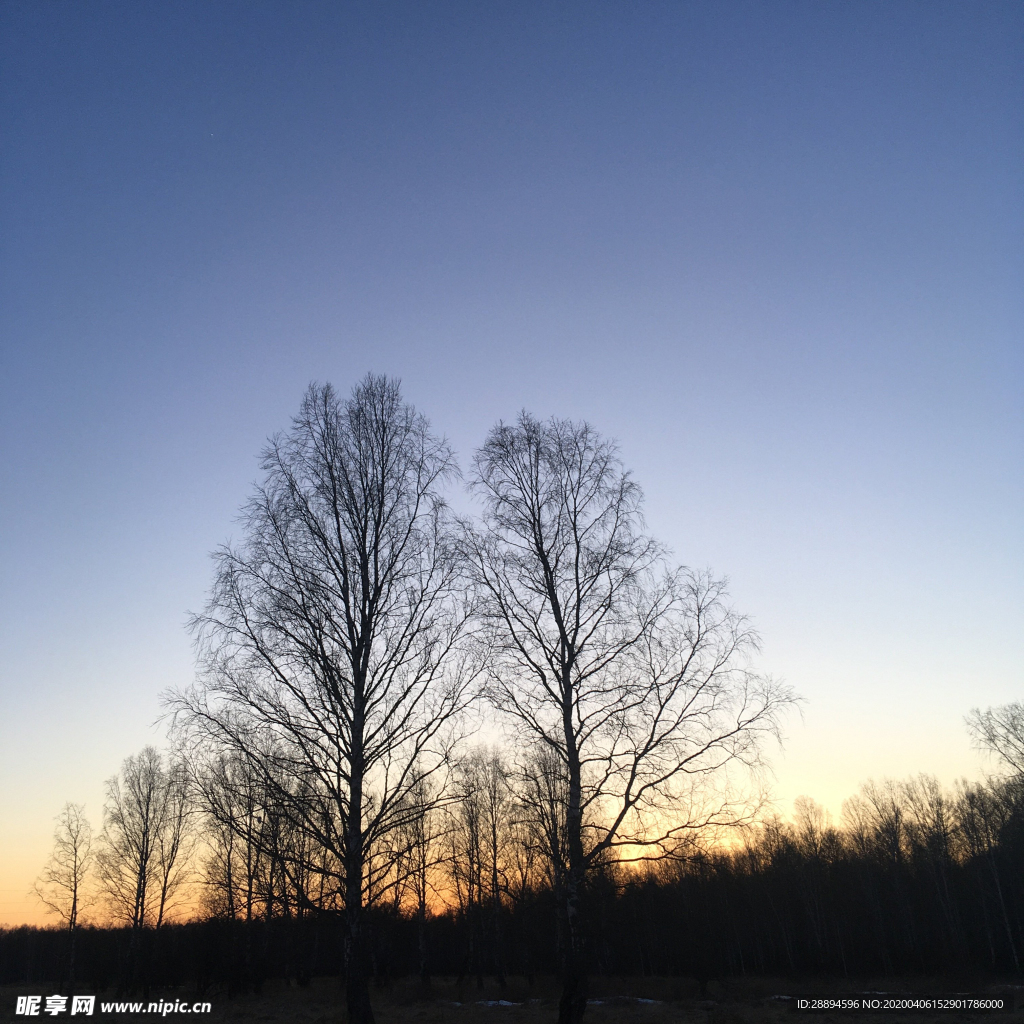 树