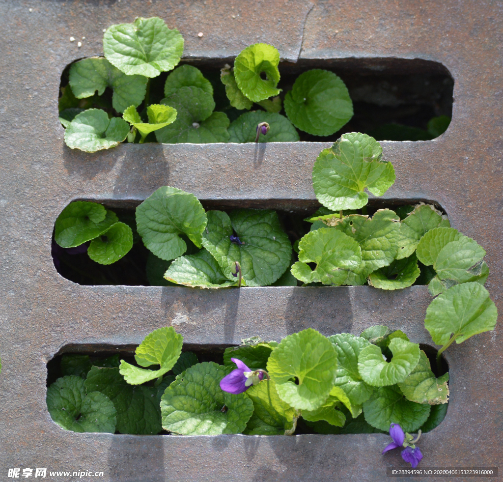 夹缝里的花草