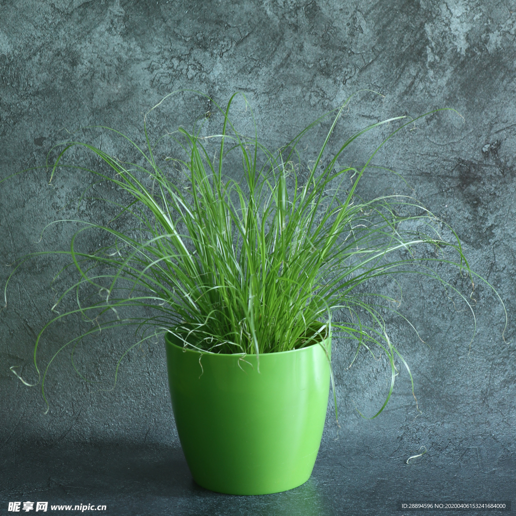 花盆植物