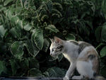 小猫咪