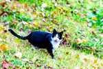 猫在草地上