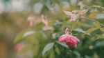 花园里的花