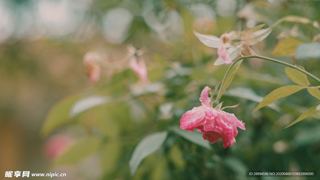 花园里的花