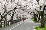 樱花树步行街道