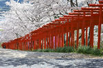 樱花树牌坊神社