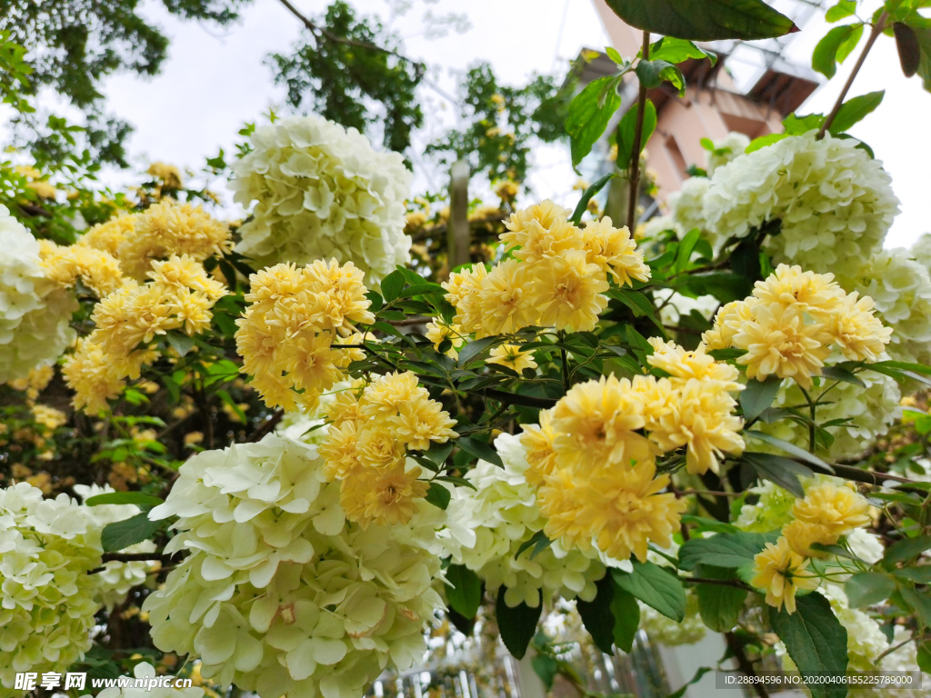 花卉