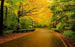 树林中的公路