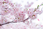 樱花桃花粉色植物