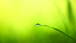 露水
