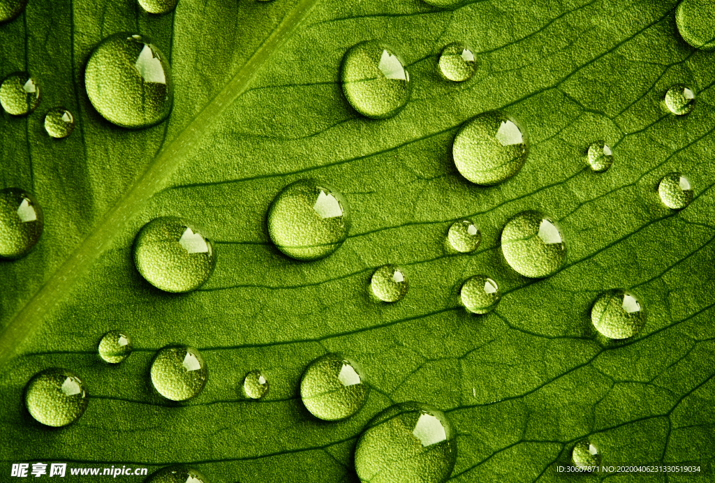 露水