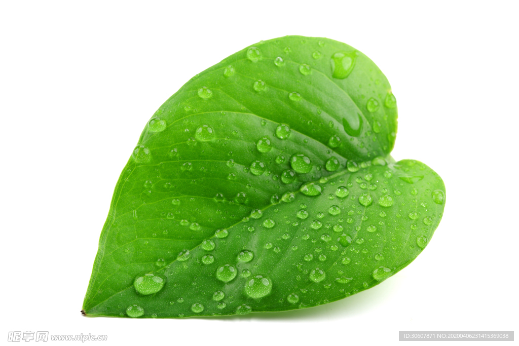 露水