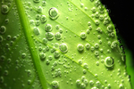 露水