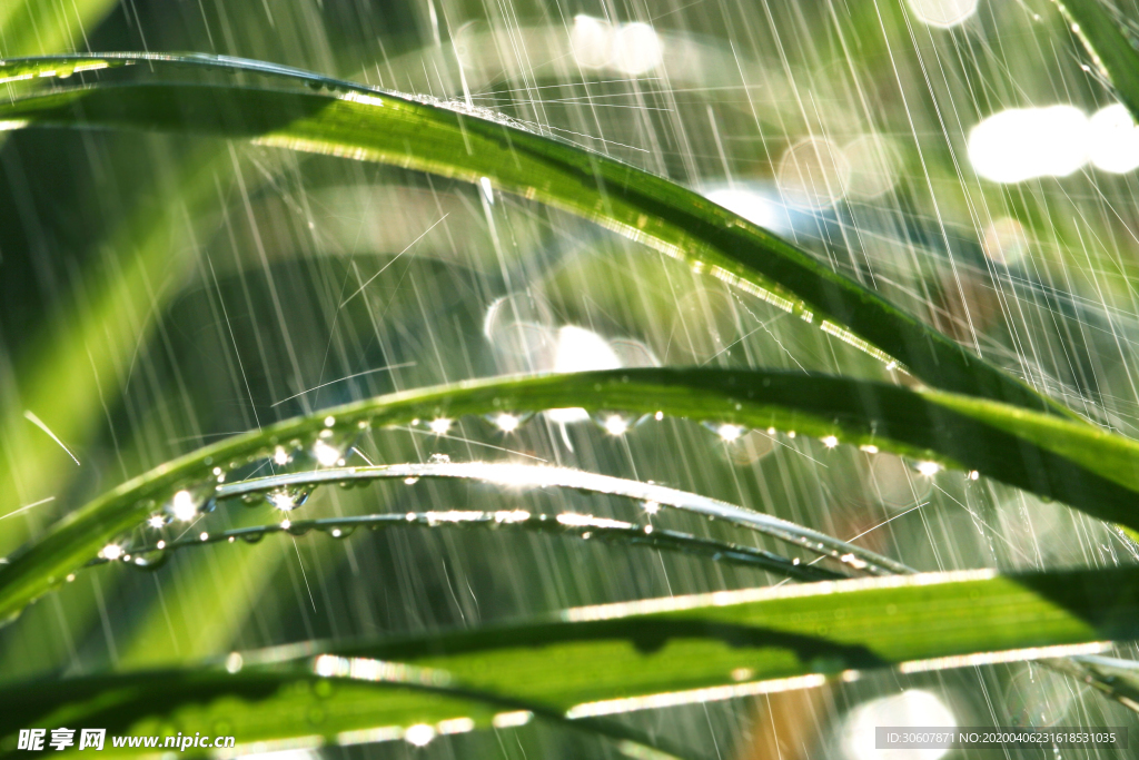 露水