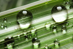 露水