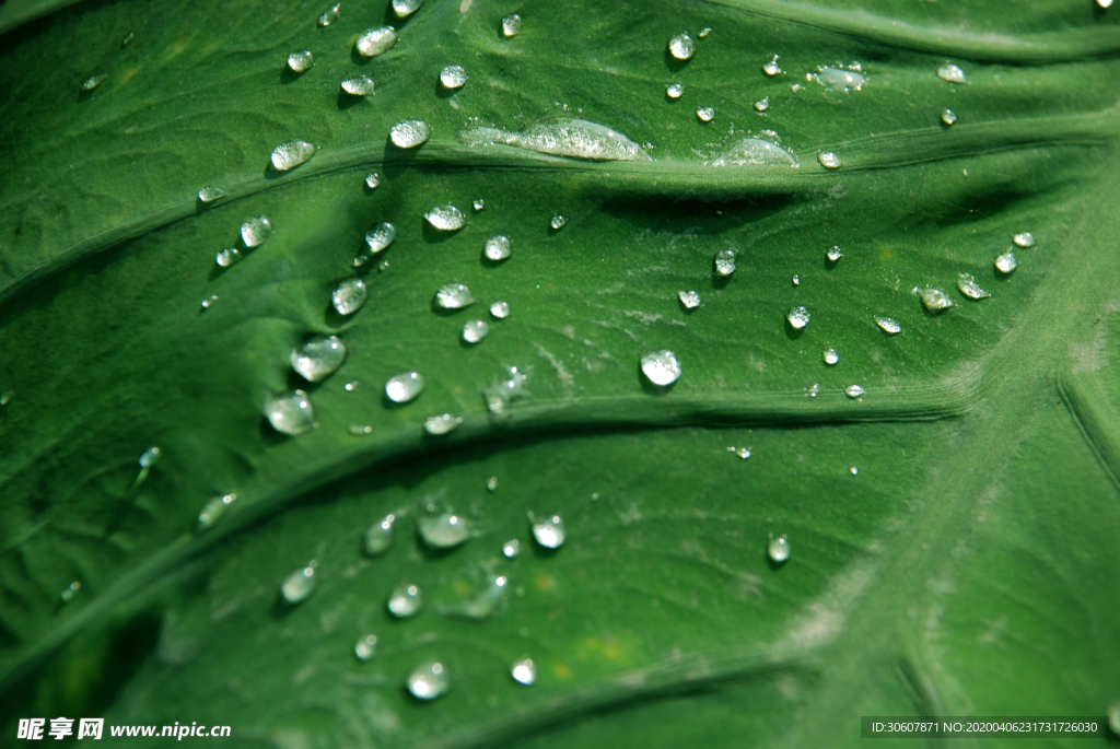 露水