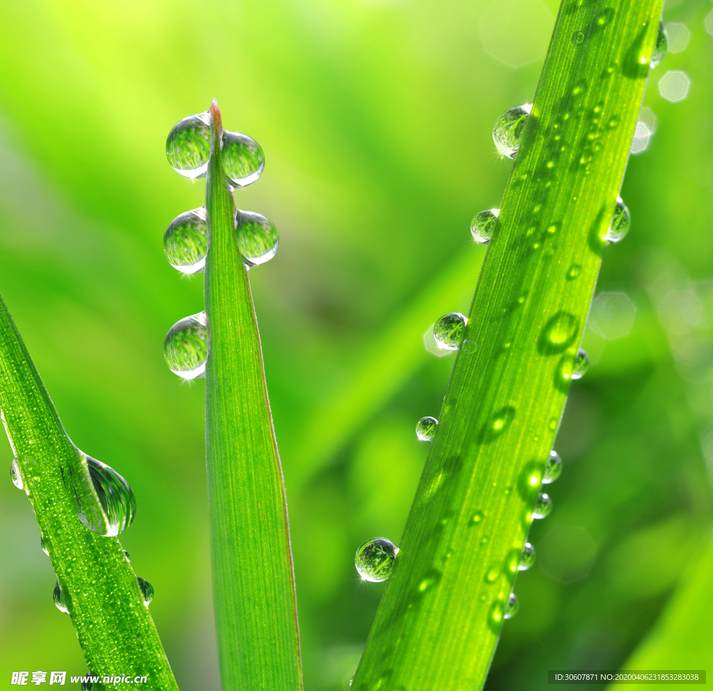 露水