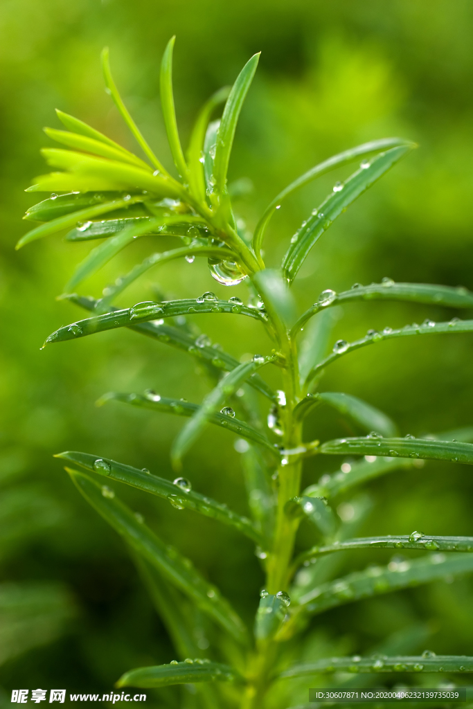 露水