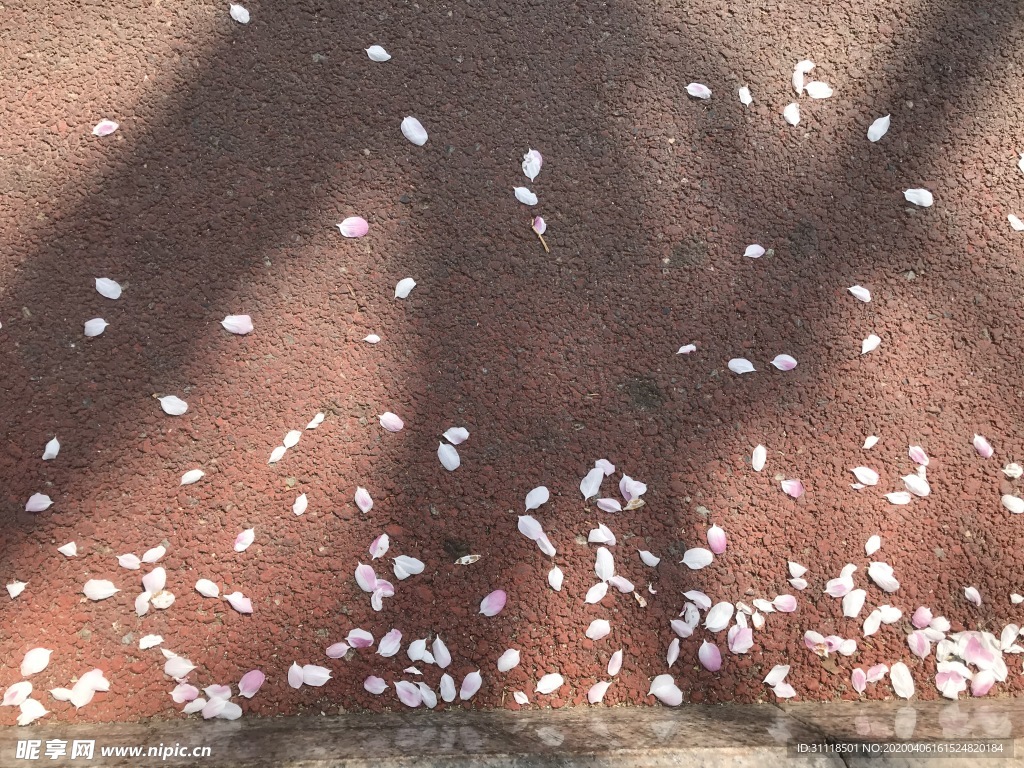 西府海棠花瓣