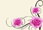 玫瑰花