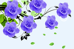 玫瑰花