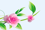 玫瑰花