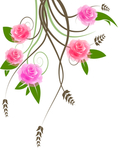 玫瑰花
