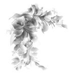 玫瑰花